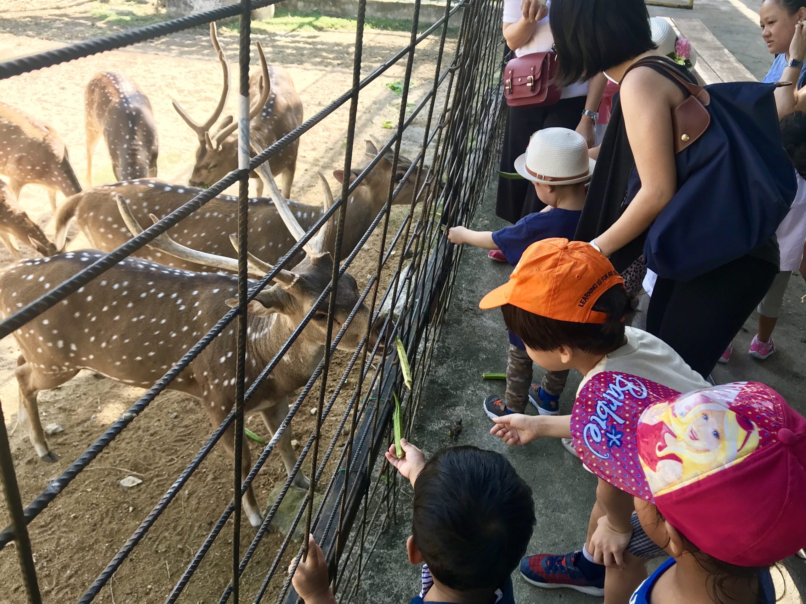 audi dream farm scaled