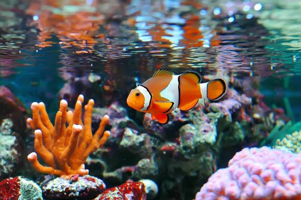 nemo home aquarium